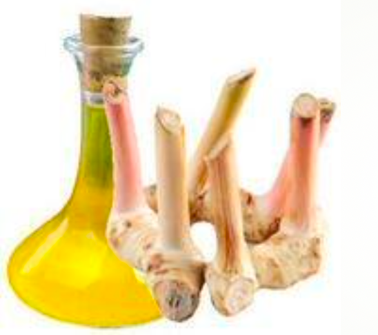 Alpinia Galanga Oil